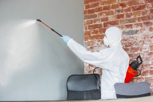 Best Mold Damage Restoration  in Lynwood, IL